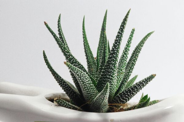 Aloe Vera, Aloe africana, Aloe arborescens, Aloe barbadensis