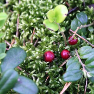 Bilberry, Whortleberry, Huckleberry. Latin name Vaccinium myrtillus